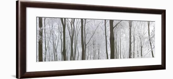 Snow Covered Trees in a Forest, Wotton, Gloucester, Gloucestershire, England-null-Framed Photographic Print