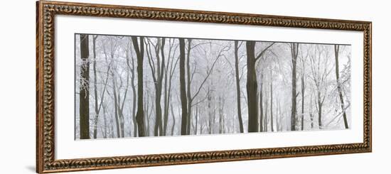 Snow Covered Trees in a Forest, Wotton, Gloucester, Gloucestershire, England-null-Framed Photographic Print