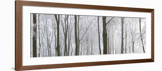 Snow Covered Trees in a Forest, Wotton, Gloucester, Gloucestershire, England-null-Framed Photographic Print