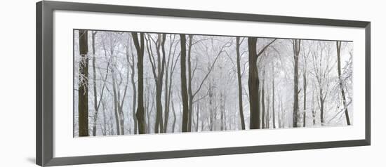 Snow Covered Trees in a Forest, Wotton, Gloucester, Gloucestershire, England-null-Framed Photographic Print