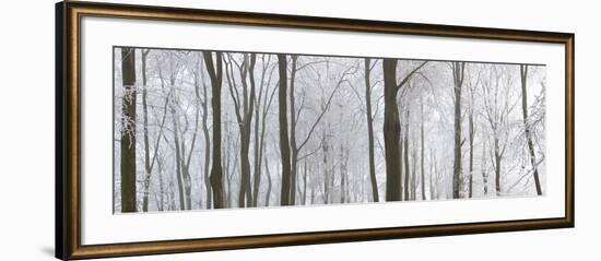 Snow Covered Trees in a Forest, Wotton, Gloucester, Gloucestershire, England-null-Framed Photographic Print