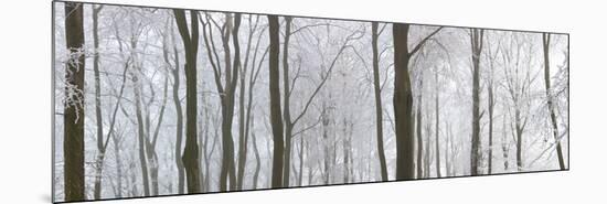 Snow Covered Trees in a Forest, Wotton, Gloucester, Gloucestershire, England-null-Mounted Photographic Print