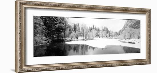 Snow Covered Trees in a Forest, Yosemite National Park, California, USA-null-Framed Photographic Print