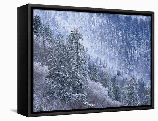 Snow Covered Trees in Forest, Great Smoky Mountains National Park, Tennessee, USA-Adam Jones-Framed Premier Image Canvas