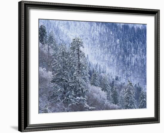 Snow Covered Trees in Forest, Great Smoky Mountains National Park, Tennessee, USA-Adam Jones-Framed Photographic Print