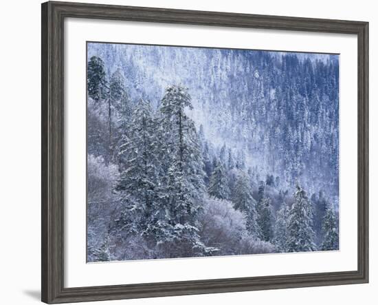 Snow Covered Trees in Forest, Great Smoky Mountains National Park, Tennessee, USA-Adam Jones-Framed Photographic Print