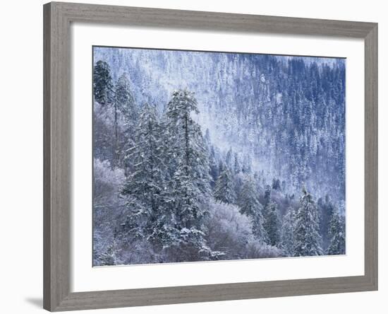 Snow Covered Trees in Forest, Great Smoky Mountains National Park, Tennessee, USA-Adam Jones-Framed Photographic Print