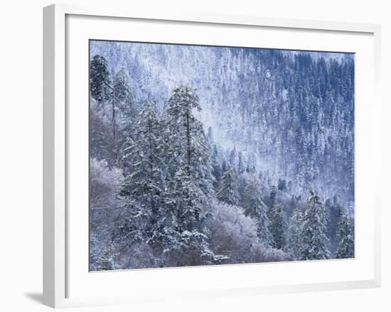 Snow Covered Trees in Forest, Great Smoky Mountains National Park, Tennessee, USA-Adam Jones-Framed Photographic Print