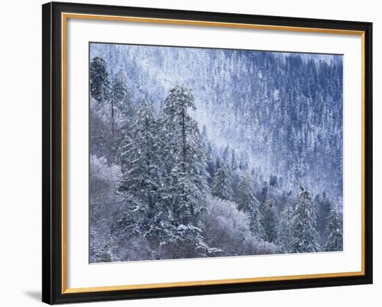 Snow Covered Trees in Forest, Great Smoky Mountains National Park, Tennessee, USA-Adam Jones-Framed Photographic Print