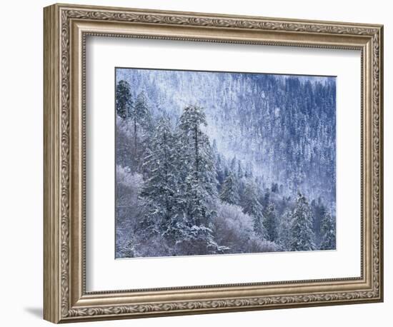 Snow Covered Trees in Forest, Great Smoky Mountains National Park, Tennessee, USA-Adam Jones-Framed Photographic Print