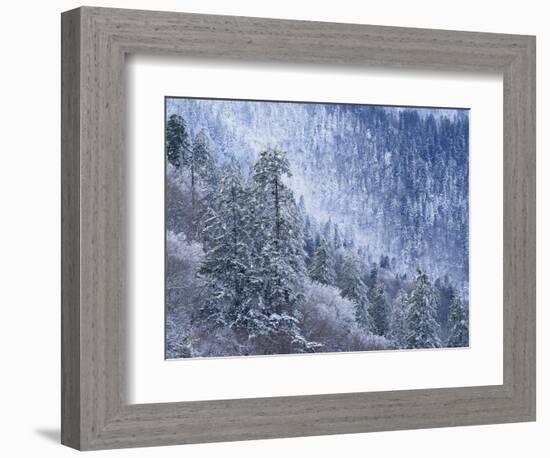 Snow Covered Trees in Forest, Great Smoky Mountains National Park, Tennessee, USA-Adam Jones-Framed Photographic Print