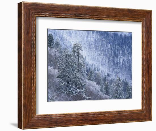 Snow Covered Trees in Forest, Great Smoky Mountains National Park, Tennessee, USA-Adam Jones-Framed Photographic Print