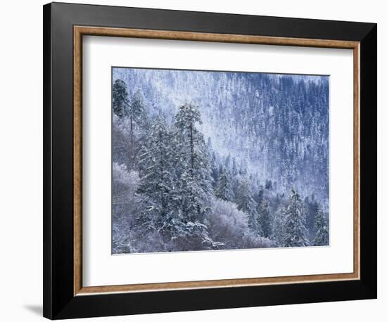 Snow Covered Trees in Forest, Great Smoky Mountains National Park, Tennessee, USA-Adam Jones-Framed Photographic Print