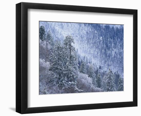 Snow Covered Trees in Forest, Great Smoky Mountains National Park, Tennessee, USA-Adam Jones-Framed Photographic Print