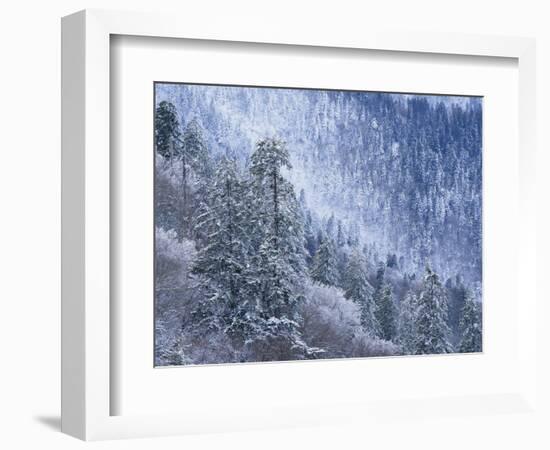 Snow Covered Trees in Forest, Great Smoky Mountains National Park, Tennessee, USA-Adam Jones-Framed Photographic Print