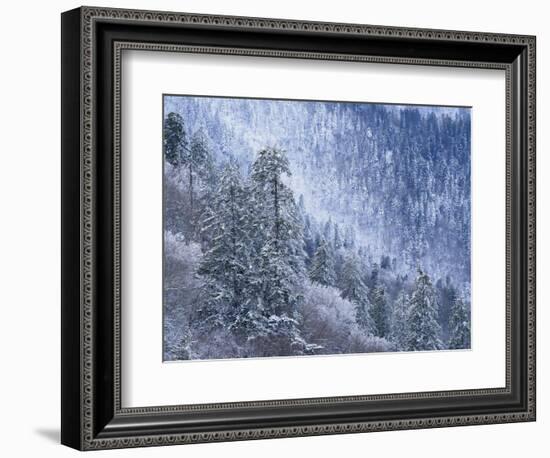 Snow Covered Trees in Forest, Great Smoky Mountains National Park, Tennessee, USA-Adam Jones-Framed Photographic Print