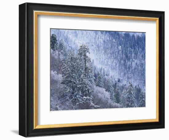 Snow Covered Trees in Forest, Great Smoky Mountains National Park, Tennessee, USA-Adam Jones-Framed Photographic Print