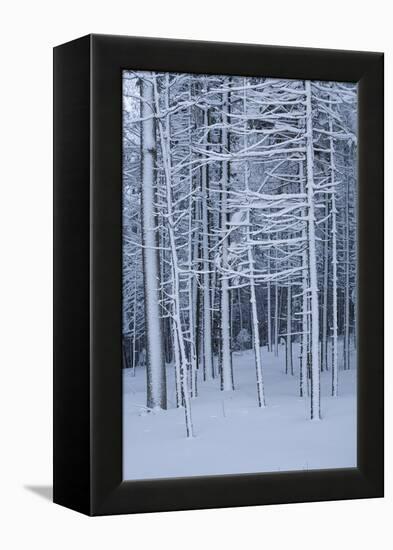 Snow covered trees in forest, Hope, Knox County, Maine, USA-Panoramic Images-Framed Premier Image Canvas