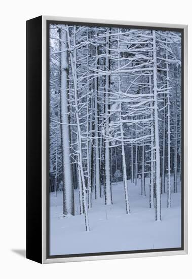 Snow covered trees in forest, Hope, Knox County, Maine, USA-Panoramic Images-Framed Premier Image Canvas