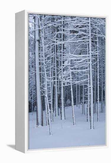 Snow covered trees in forest, Hope, Knox County, Maine, USA-Panoramic Images-Framed Premier Image Canvas