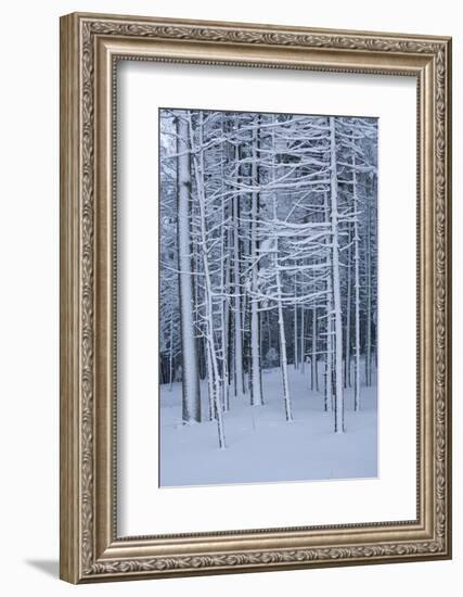 Snow covered trees in forest, Hope, Knox County, Maine, USA-Panoramic Images-Framed Photographic Print