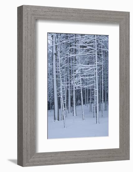 Snow covered trees in forest, Hope, Knox County, Maine, USA-Panoramic Images-Framed Photographic Print