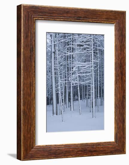 Snow covered trees in forest, Hope, Knox County, Maine, USA-Panoramic Images-Framed Photographic Print