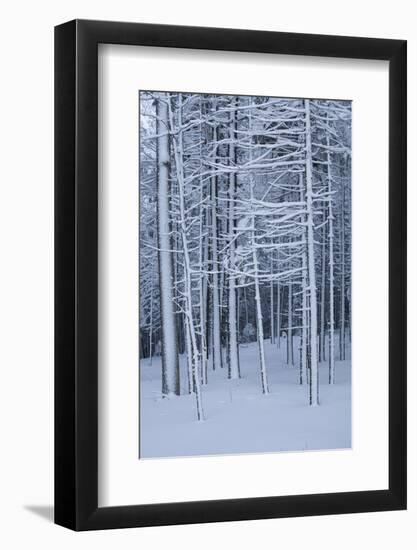 Snow covered trees in forest, Hope, Knox County, Maine, USA-Panoramic Images-Framed Photographic Print