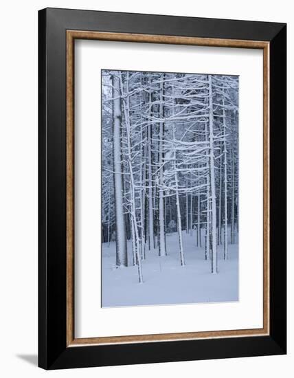 Snow covered trees in forest, Hope, Knox County, Maine, USA-Panoramic Images-Framed Photographic Print