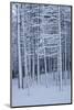 Snow covered trees in forest, Hope, Knox County, Maine, USA-Panoramic Images-Mounted Photographic Print