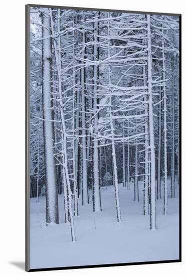 Snow covered trees in forest, Hope, Knox County, Maine, USA-Panoramic Images-Mounted Photographic Print