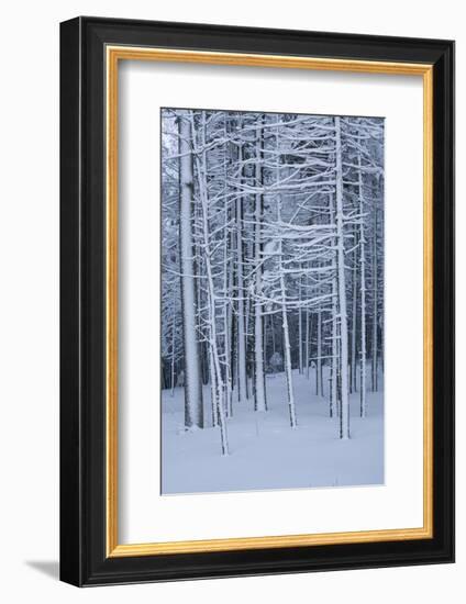 Snow covered trees in forest, Hope, Knox County, Maine, USA-Panoramic Images-Framed Photographic Print