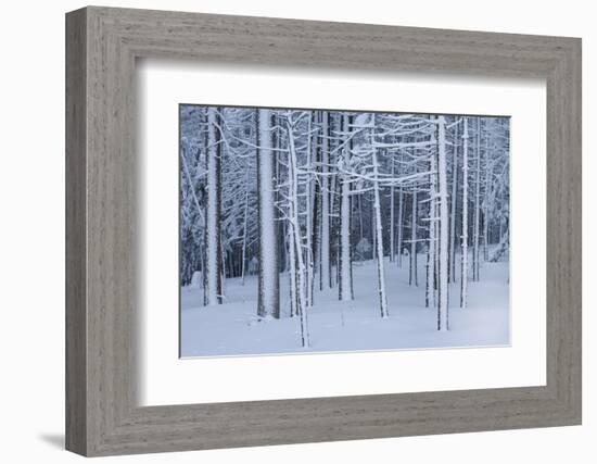 Snow covered trees in forest, Hope, Knox County, Maine, USA-Panoramic Images-Framed Photographic Print