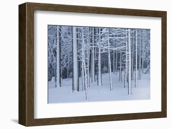 Snow covered trees in forest, Hope, Knox County, Maine, USA-Panoramic Images-Framed Photographic Print