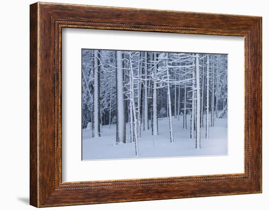 Snow covered trees in forest, Hope, Knox County, Maine, USA-Panoramic Images-Framed Photographic Print