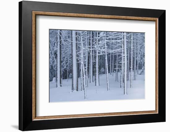 Snow covered trees in forest, Hope, Knox County, Maine, USA-Panoramic Images-Framed Photographic Print