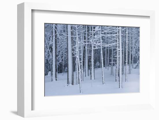 Snow covered trees in forest, Hope, Knox County, Maine, USA-Panoramic Images-Framed Photographic Print