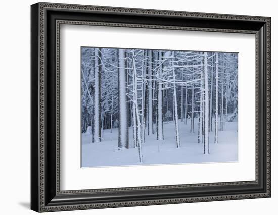 Snow covered trees in forest, Hope, Knox County, Maine, USA-Panoramic Images-Framed Photographic Print