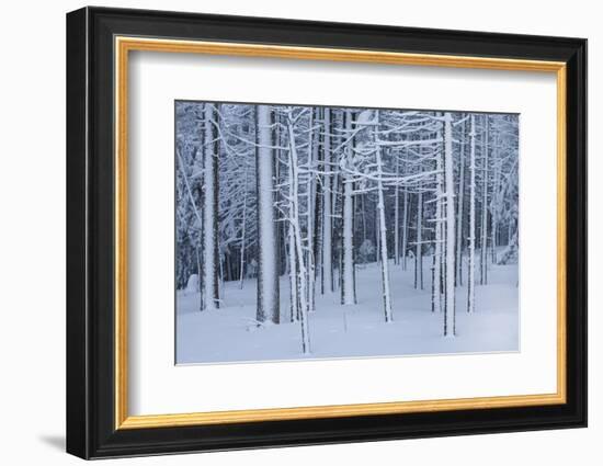 Snow covered trees in forest, Hope, Knox County, Maine, USA-Panoramic Images-Framed Photographic Print