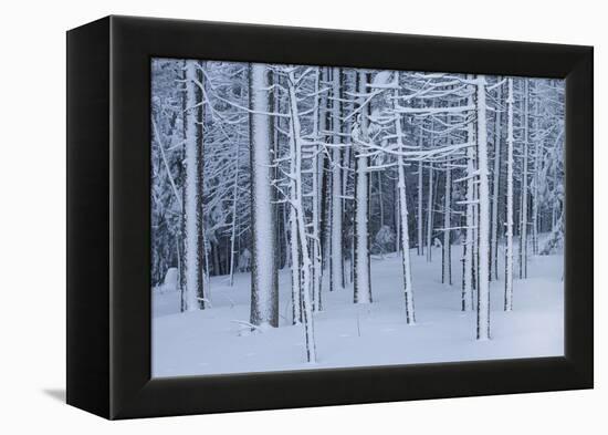 Snow covered trees in forest, Hope, Knox County, Maine, USA-Panoramic Images-Framed Premier Image Canvas