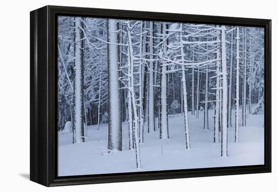 Snow covered trees in forest, Hope, Knox County, Maine, USA-Panoramic Images-Framed Premier Image Canvas