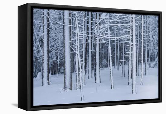 Snow covered trees in forest, Hope, Knox County, Maine, USA-Panoramic Images-Framed Premier Image Canvas