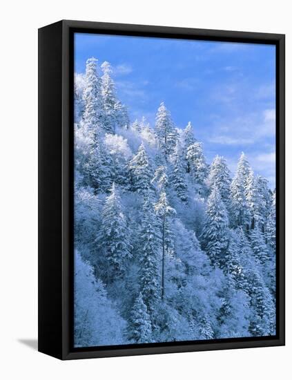 Snow Covered Trees in Forest, Newfound Gap, Great Smoky Mountains National Park, Tennessee, USA-Adam Jones-Framed Premier Image Canvas