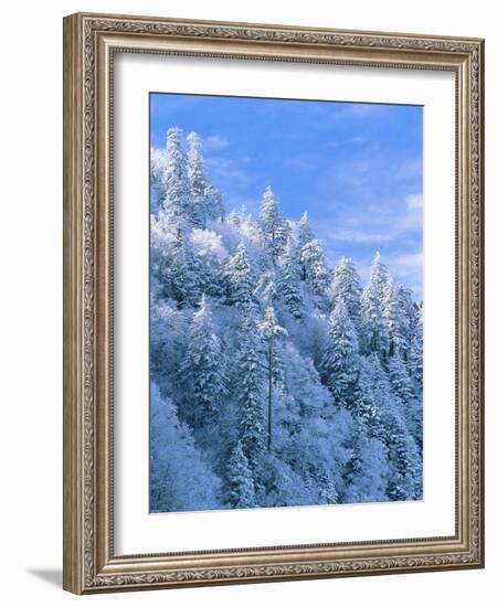 Snow Covered Trees in Forest, Newfound Gap, Great Smoky Mountains National Park, Tennessee, USA-Adam Jones-Framed Photographic Print