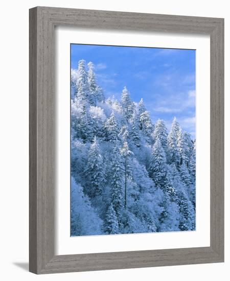 Snow Covered Trees in Forest, Newfound Gap, Great Smoky Mountains National Park, Tennessee, USA-Adam Jones-Framed Photographic Print