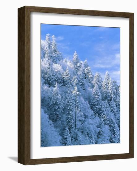 Snow Covered Trees in Forest, Newfound Gap, Great Smoky Mountains National Park, Tennessee, USA-Adam Jones-Framed Photographic Print