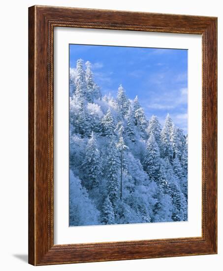 Snow Covered Trees in Forest, Newfound Gap, Great Smoky Mountains National Park, Tennessee, USA-Adam Jones-Framed Photographic Print