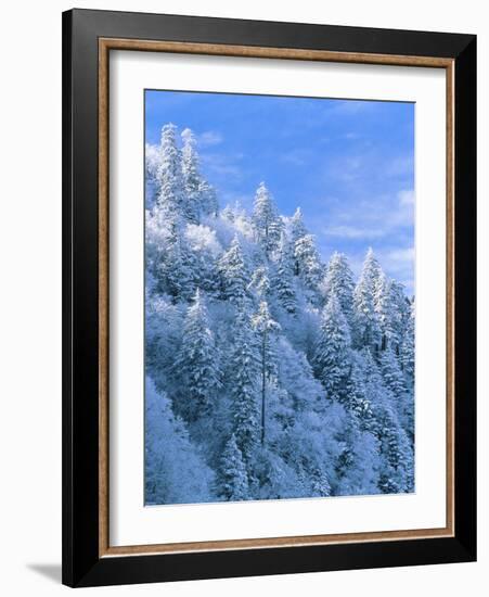 Snow Covered Trees in Forest, Newfound Gap, Great Smoky Mountains National Park, Tennessee, USA-Adam Jones-Framed Photographic Print