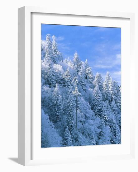 Snow Covered Trees in Forest, Newfound Gap, Great Smoky Mountains National Park, Tennessee, USA-Adam Jones-Framed Photographic Print