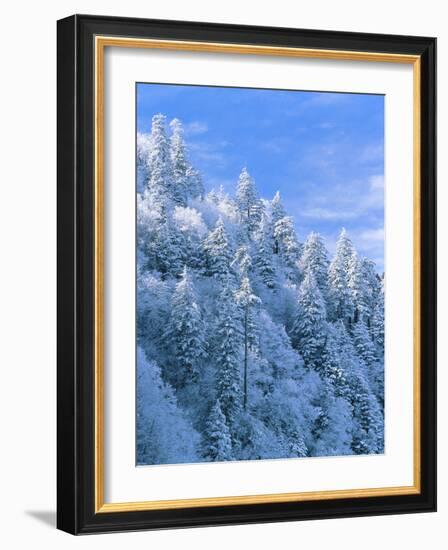 Snow Covered Trees in Forest, Newfound Gap, Great Smoky Mountains National Park, Tennessee, USA-Adam Jones-Framed Photographic Print